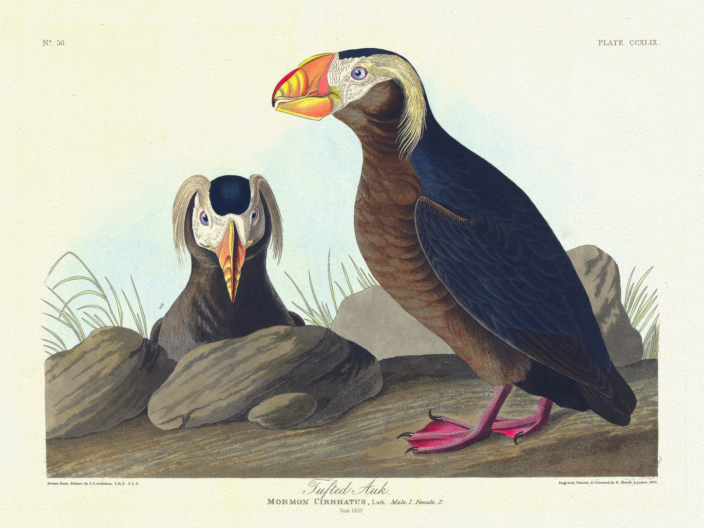 J.J. Audobon, Tufted auk. Mormon cirrhatus, Lath. Male, 1. Female, 2. c.1 v.3 plate 249, 1835 , print on canvas, 20 x 25" approx. - The Map Chest