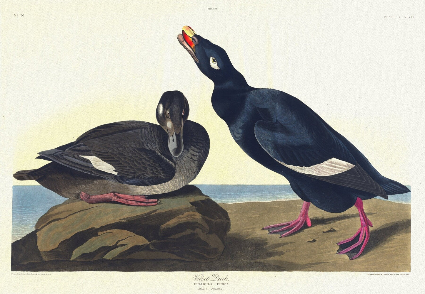 J.J. Audobon, Velvet duck. Fuligula fusca. Male, 1. Female, 2. c.1 v.3 plate 247, 1835 - The Map Chest