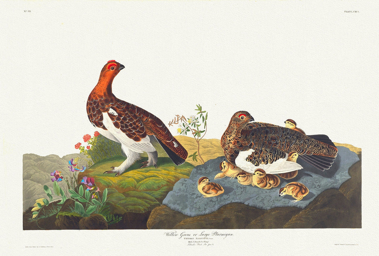 J.J. Audobon, Willow Grouse or large ptarmigan. Tetrao saliceti, 1835, bird print on durable cotton canvas, 19x27inches(50x70cm) - The Map Chest