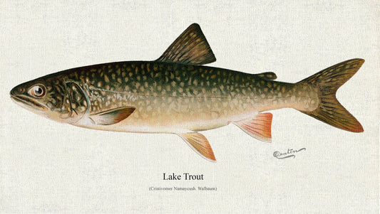 Lake Trout (Cristivomer Namaycush. Walbaum), 1913, Denton auth., fishing print on durable cotton canvas, 50 x 70 cm, 20 x 25" approx. - The Map Chest