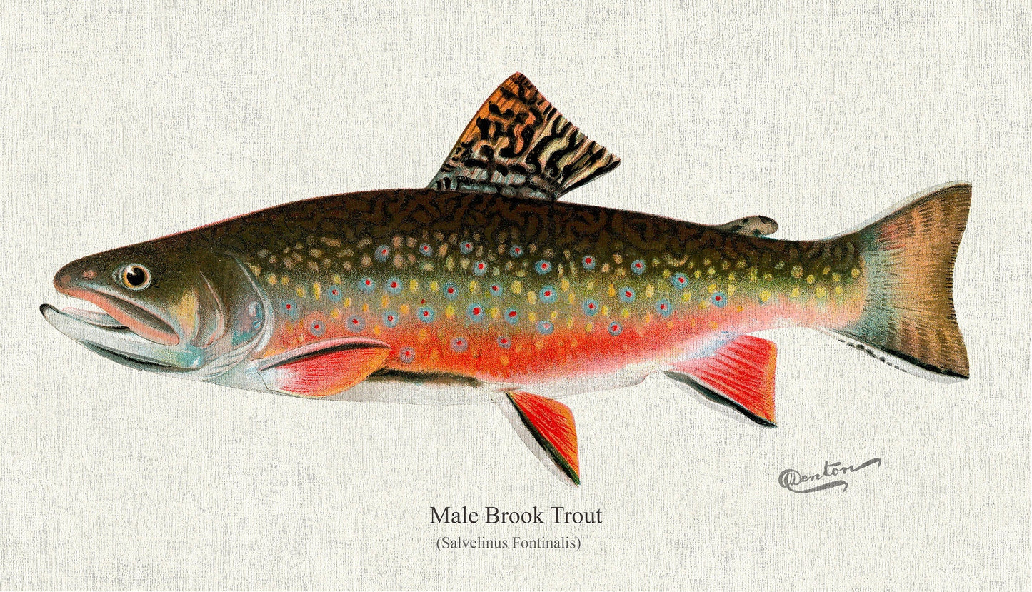 Male brook trout (Salvelinus Fontinalis), 1931, Denton auth., fishing print reprinted on durable cotton canvas, 50 x 70 cm, 20 x 25" approx. - The Map Chest