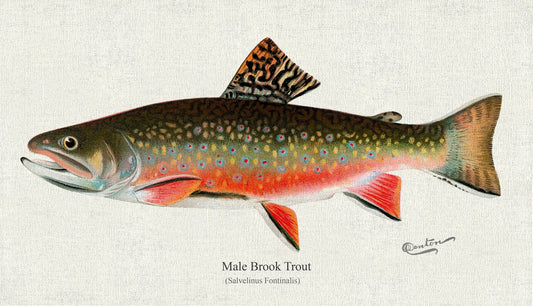 Male brook trout (Salvelinus Fontinalis), 1931, Denton auth., fishing print reprinted on durable cotton canvas, 50 x 70 cm, 20 x 25" approx. - The Map Chest