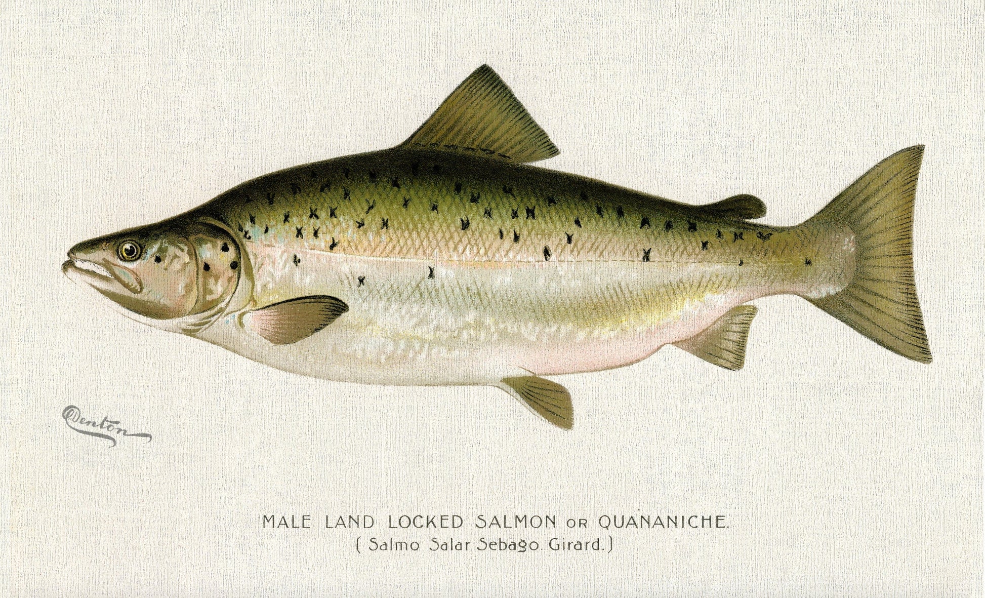 Male Land Locked Salmon or Quananiche ( Salmo Salar Sebaqo Girard)., 1913, Denton auth. , print on canvas, 50 x 70 cm, 20 x 25" approx. - The Map Chest