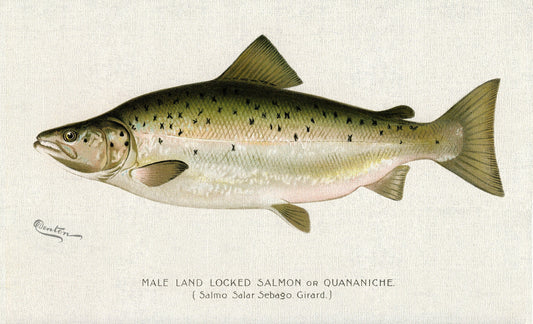 Male Land Locked Salmon or Quananiche ( Salmo Salar Sebaqo Girard)., 1913, Denton auth. , print on canvas, 50 x 70 cm, 20 x 25" approx. - The Map Chest