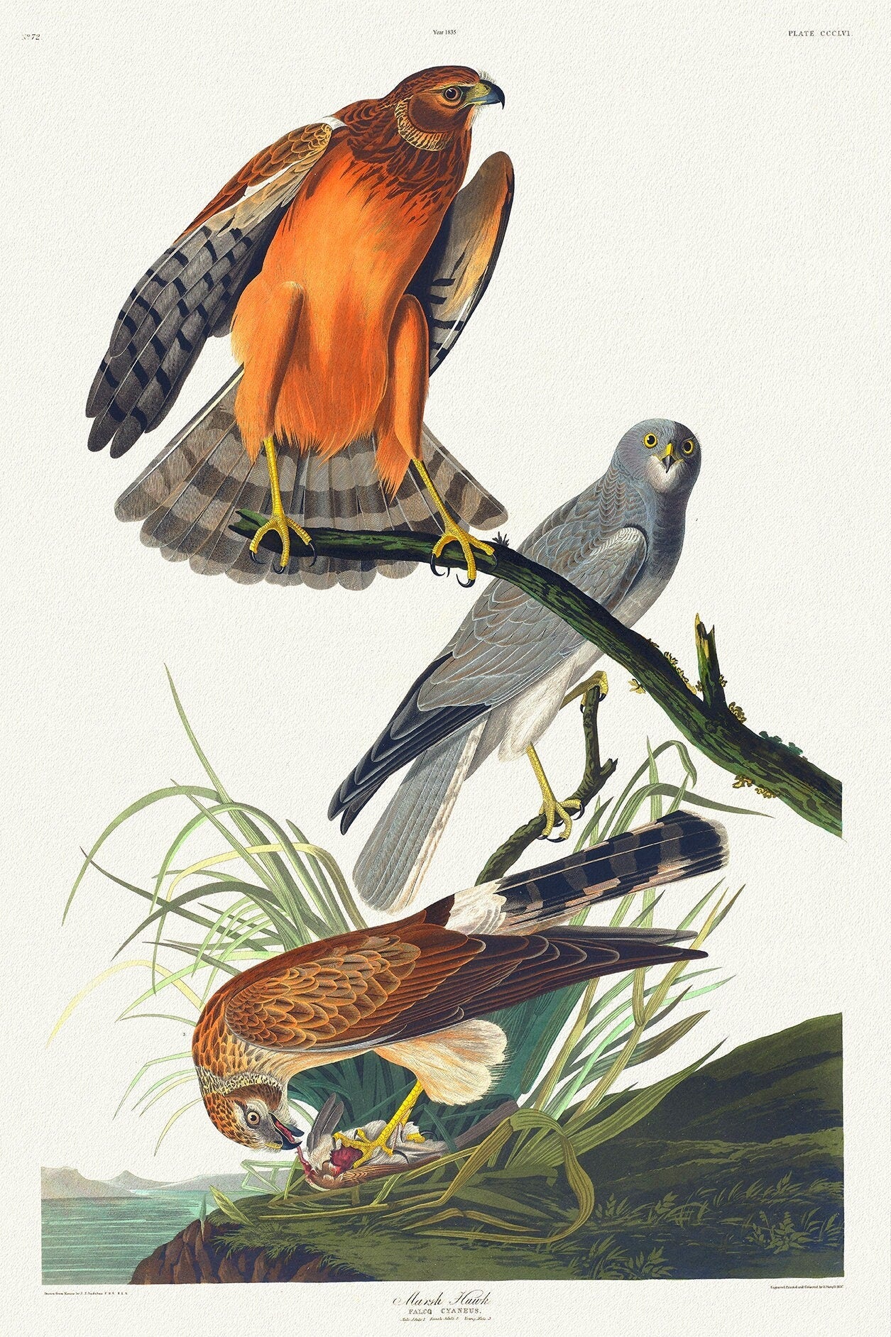 Marsh hawk.Falco cyaneus. Male adult, 1. Female adult, 2. Young male, 3. c.1 v.4 plate 356, 1836 Audobon auth. - The Map Chest
