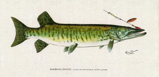 Maskalonge (Lucius Ohiensis; Kirtland), 1913, Denton auth., fishing print reprinted on durable cotton canvas, 50 x 70 cm, 20 x 25" approx. - The Map Chest