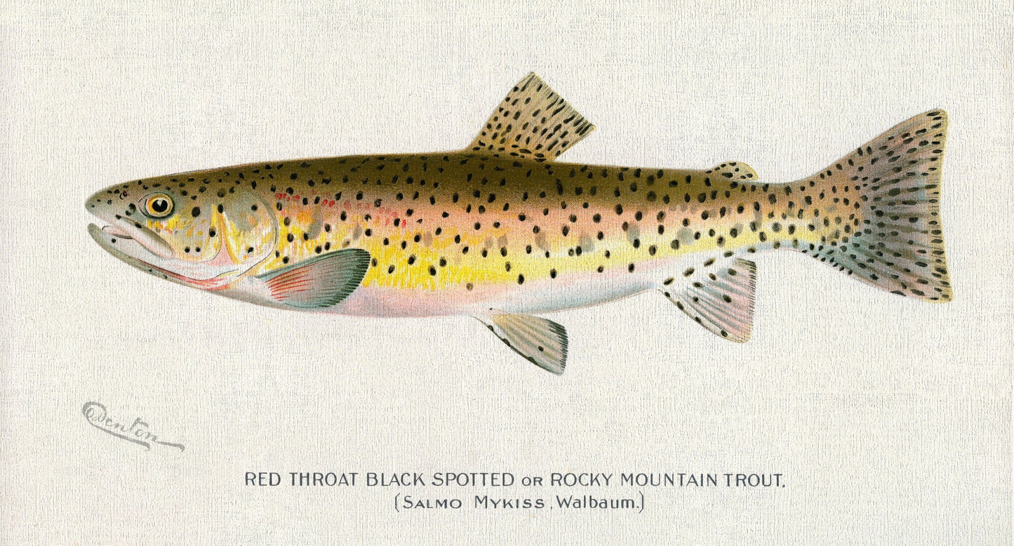 Red Throat Black Spotted or Rocky Mountain Trout, 1913, Denton auth., fishing print on durable cotton canvas, 50 x 70 cm, 20 x 25" approx. - The Map Chest