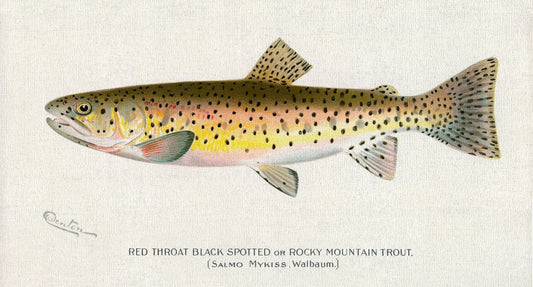 Red Throat Black Spotted or Rocky Mountain Trout, 1913, Denton auth., fishing print on durable cotton canvas, 50 x 70 cm, 20 x 25" approx. - The Map Chest