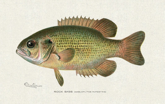 Rock Bass (Ambloplites Rupestris), 1913, Denton auth., fishing print reprinted on durable cotton canvas, 50 x 70 cm, 20 x 25" approx. - The Map Chest