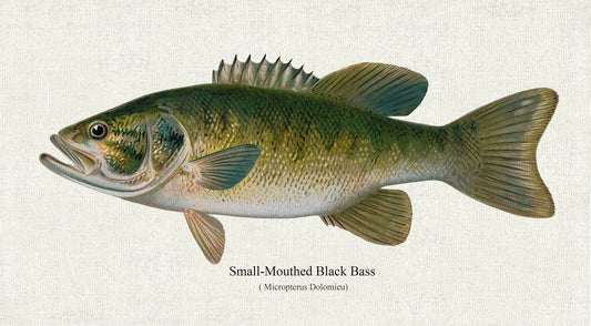 Small - Mouthed Black Bass( Micropterus Dolomieu) , 1913, Denton auth., fishing print on durable cotton canvas, 50 x 70 cm, 20 x 25" approx. - The Map Chest