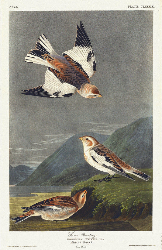 Snow bunting. Emberiza nivalis, Linn.. c.1 v.2 plate 189, vintage nature print on canvas, 50 x 70 cm, 20 x 25" approx. - The Map Chest