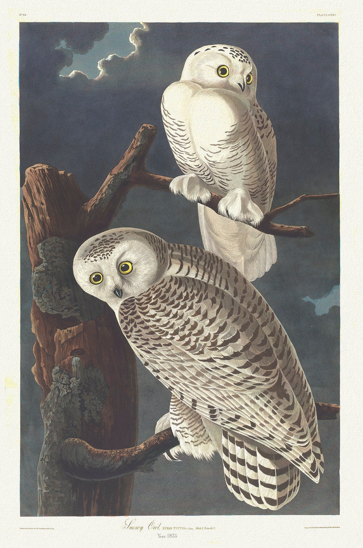 Snowy owl. Strix nyctea, Linn., 2. c.1 v.2 plate 121, vintage nature print on canvas, 50 x 70 cm, 20 x 25" approx. - The Map Chest