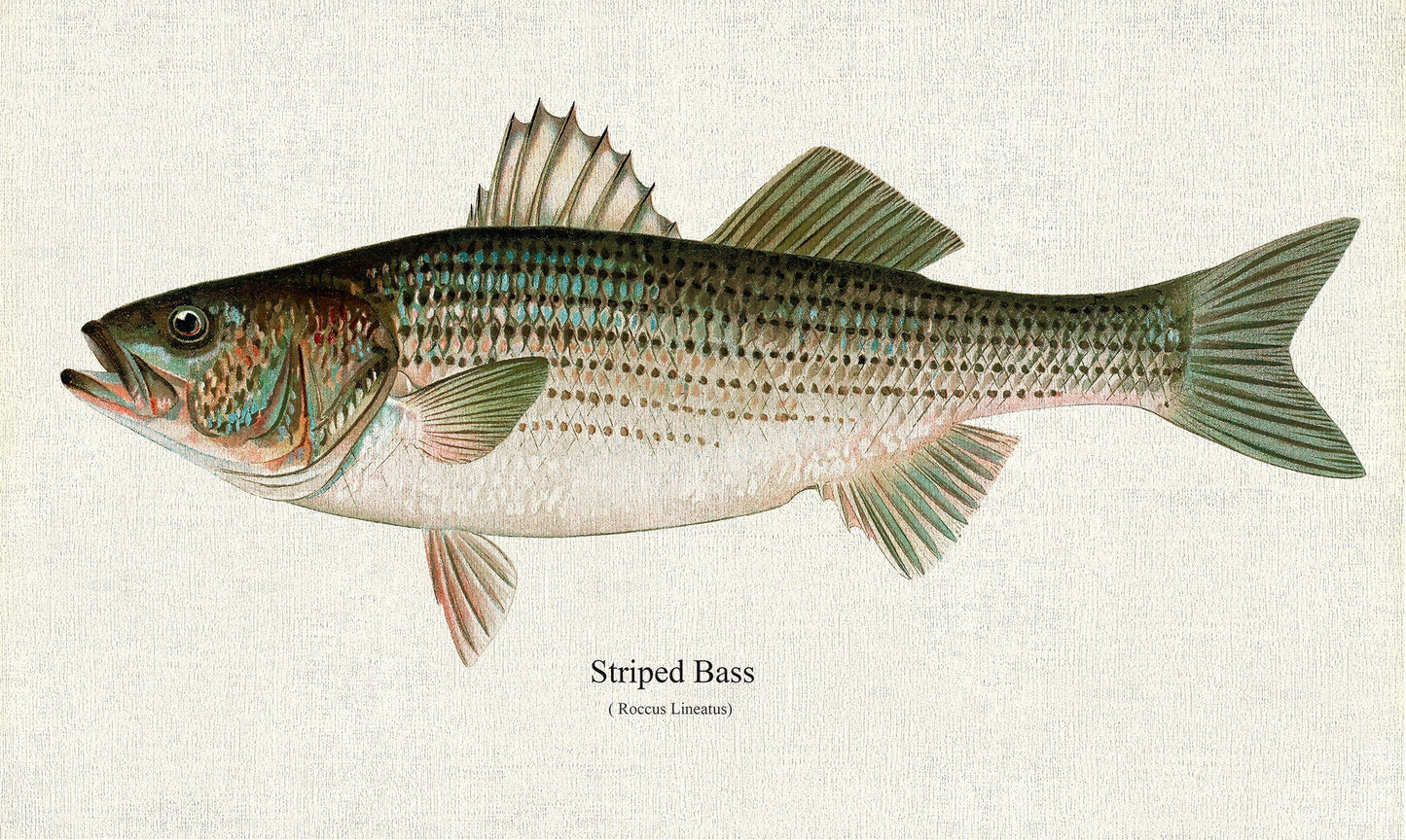 Striped Bass (Roccus Lineatus), 1913, Denton auth., fishing print reprinted on durable cotton canvas, 50 x 70 cm, 20 x 25" approx. - The Map Chest