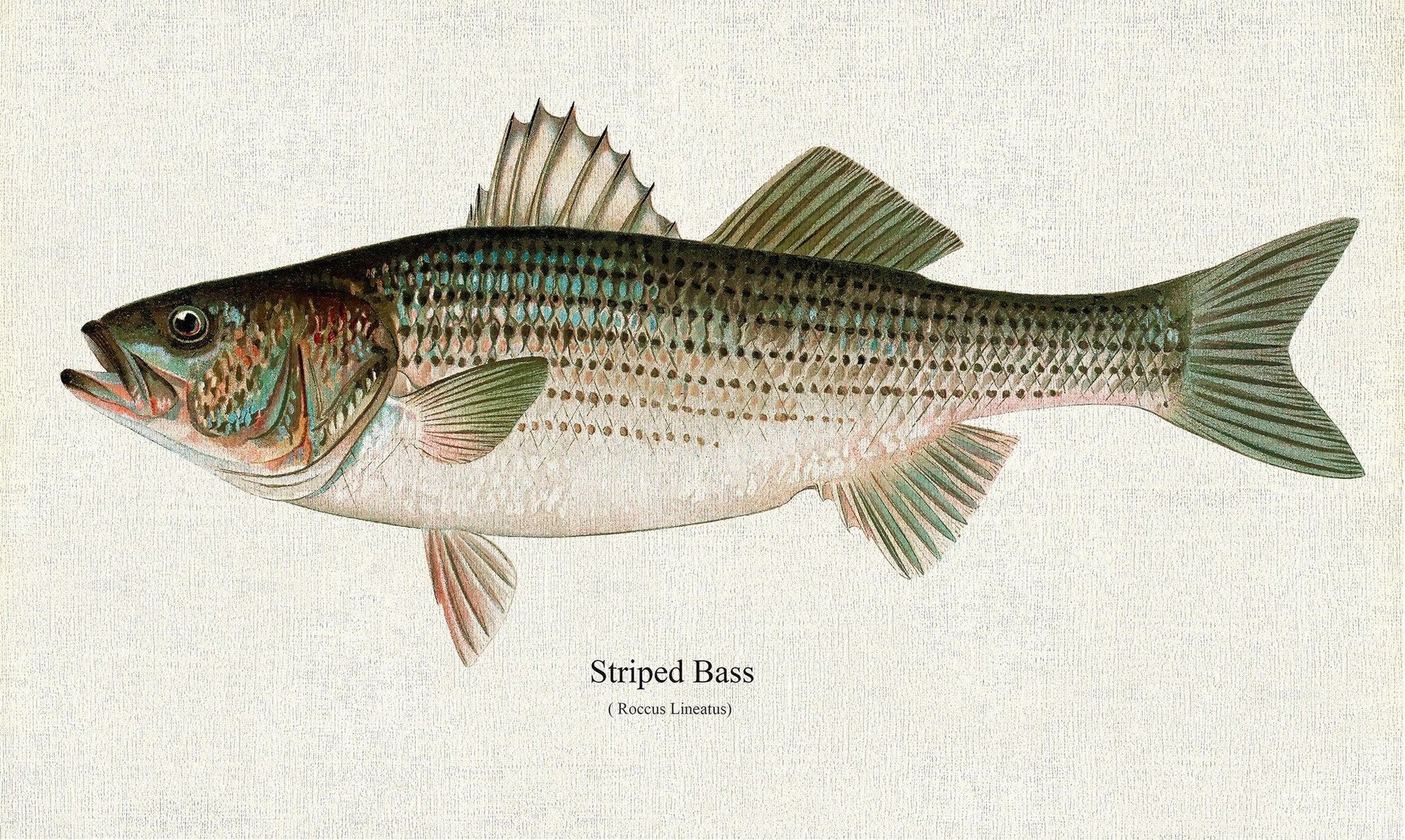 Striped Bass (Roccus Lineatus), 1913, Denton auth., fishing print reprinted on durable cotton canvas, 50 x 70 cm, 20 x 25" approx. - The Map Chest