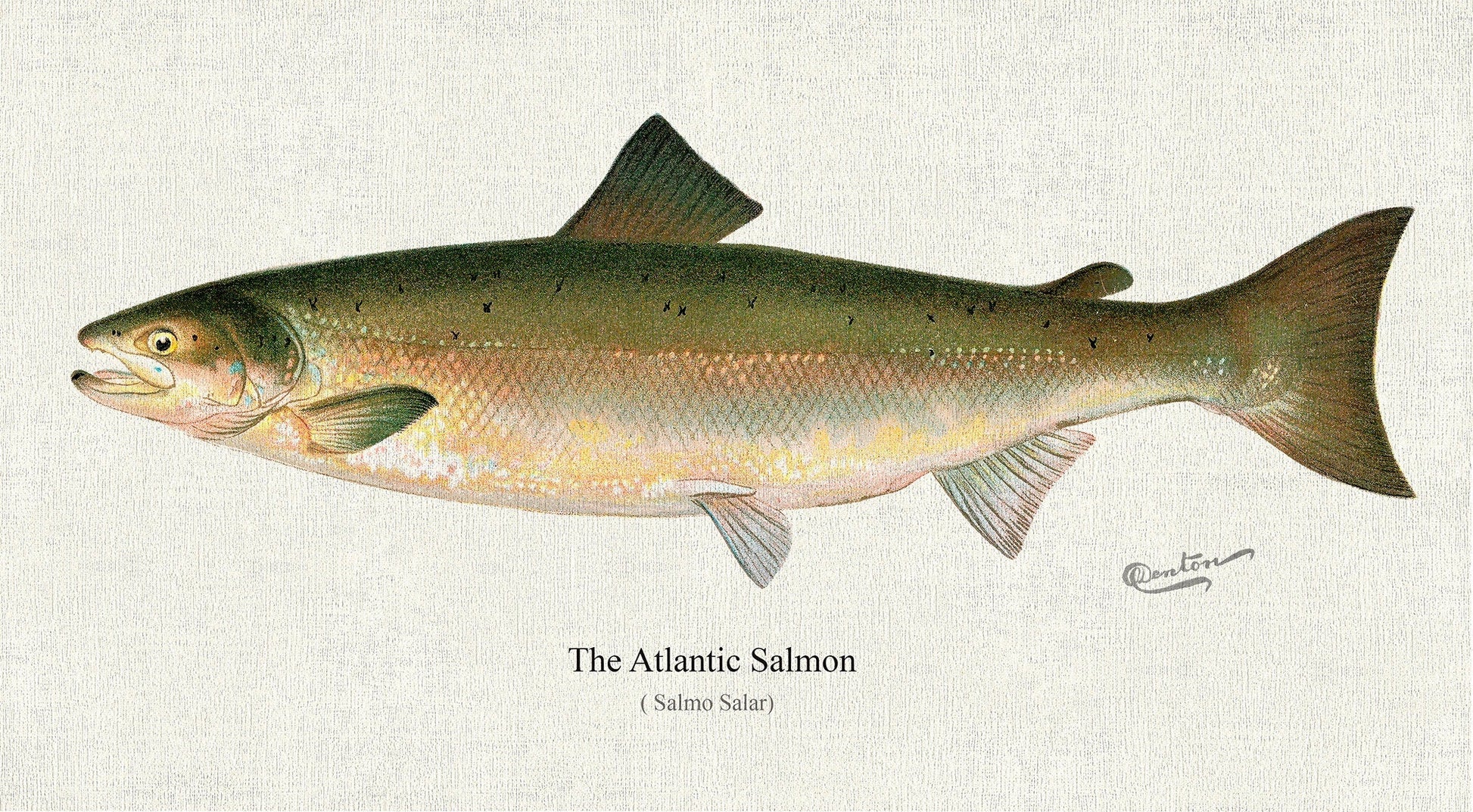 The Atlantic Salmon ( Salmo Salar), 1913, Denton auth, fishing print reprinted on durable cotton canvas, 50 x 70 cm, 20 x 25" approx. - The Map Chest