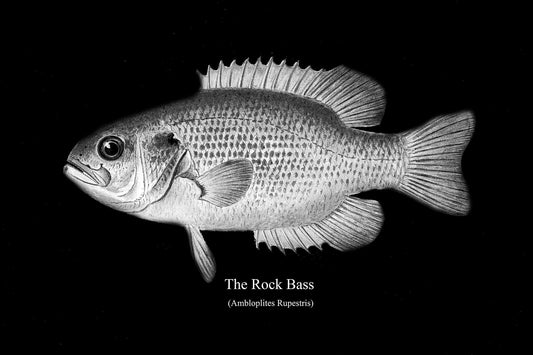 The Rock Bass, fishing print reprinted on durable cotton canvas, 50 x 70 cm, 20 x 25" approx. - The Map Chest