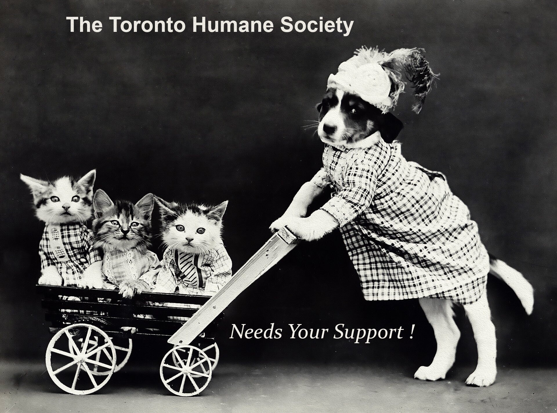 The Toronto Humane Society Needs Your Support, Ver. II, vintage poster on durable cotton canvas, 50 x 70 cm, 20 x 25" approx. - The Map Chest