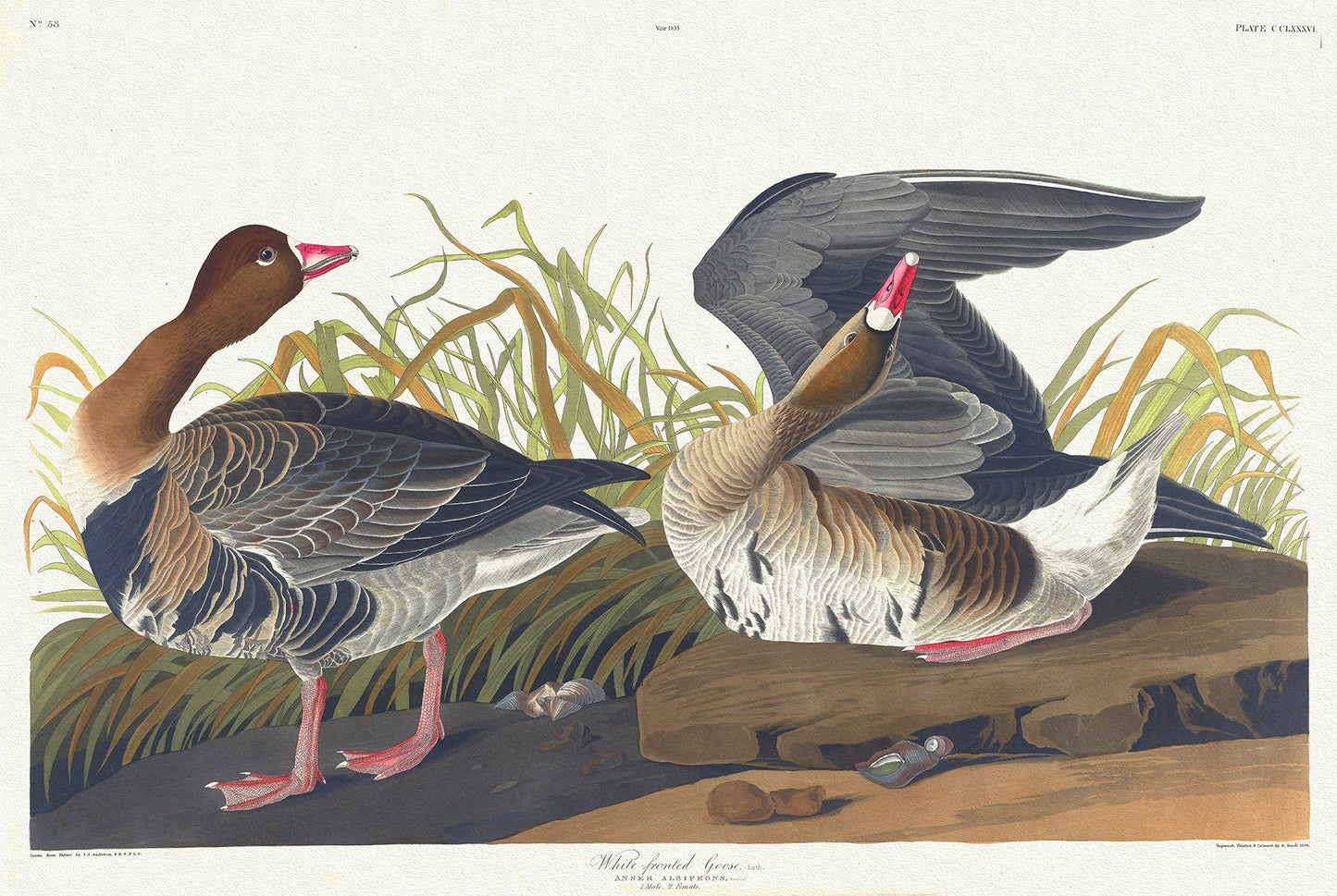 White - fronted goose, Lath. Anser albifrons, Bechst. c.1 v.3 plate 286, vintage nature print on canvas, 50 x 70 cm, 20 x 25" approx. - The Map Chest