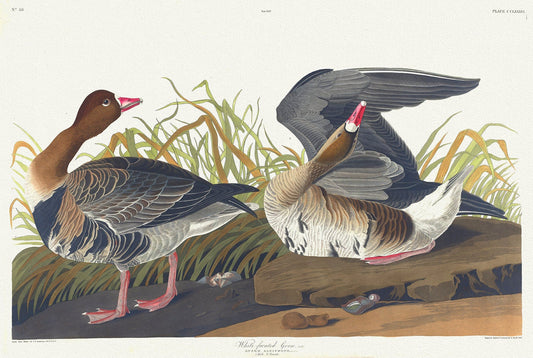 White - fronted goose, Lath. Anser albifrons, Bechst. c.1 v.3 plate 286, vintage nature print on canvas, 50 x 70 cm, 20 x 25" approx. - The Map Chest