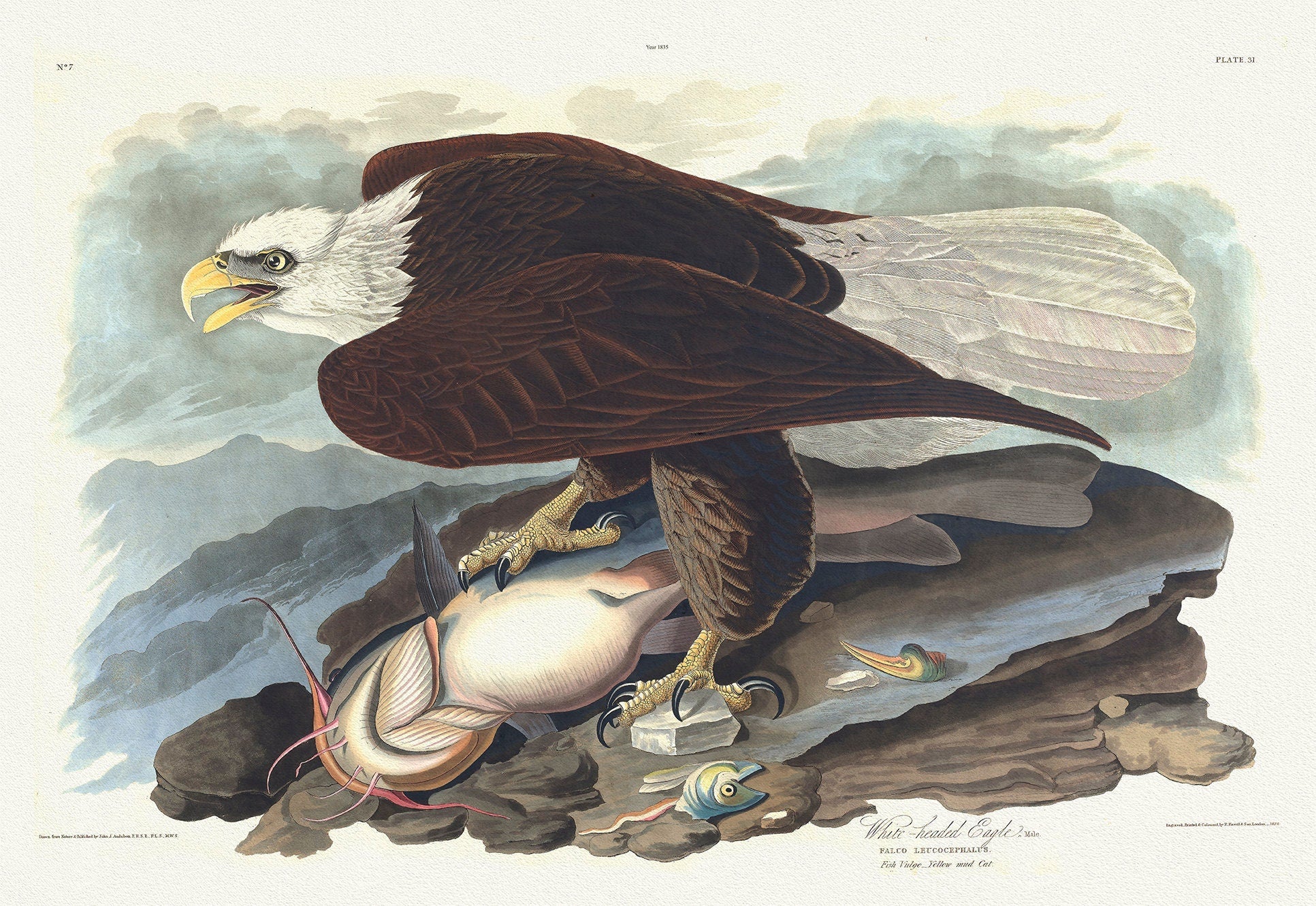 Bald Eagle. Male. Falco leucocephalus. Fish vulgo - yellow mud cat. c.2 v.1 plate 31, print on canvas, 50 x 70 cm, 20 x 25" approx. - The Map Chest