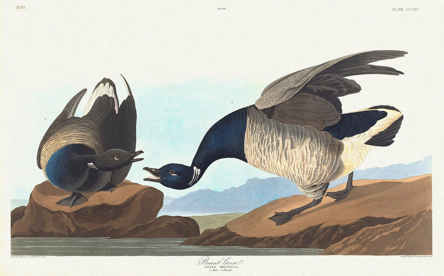 Brant goose. Anser bernicla. 1. Male. 2. Female. c.1 v.4 plate 391, 1836 Audobon auth. print on canvas, 50 x 70 cm, 20 x 25" approx. - The Map Chest