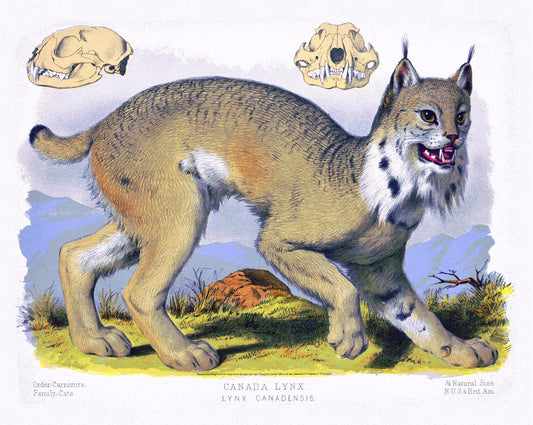 Canada Lynx ( Lynx Canadensis ), 1890, Vintage Poster Print on heavy canvas, 22x27" approx. - The Map Chest