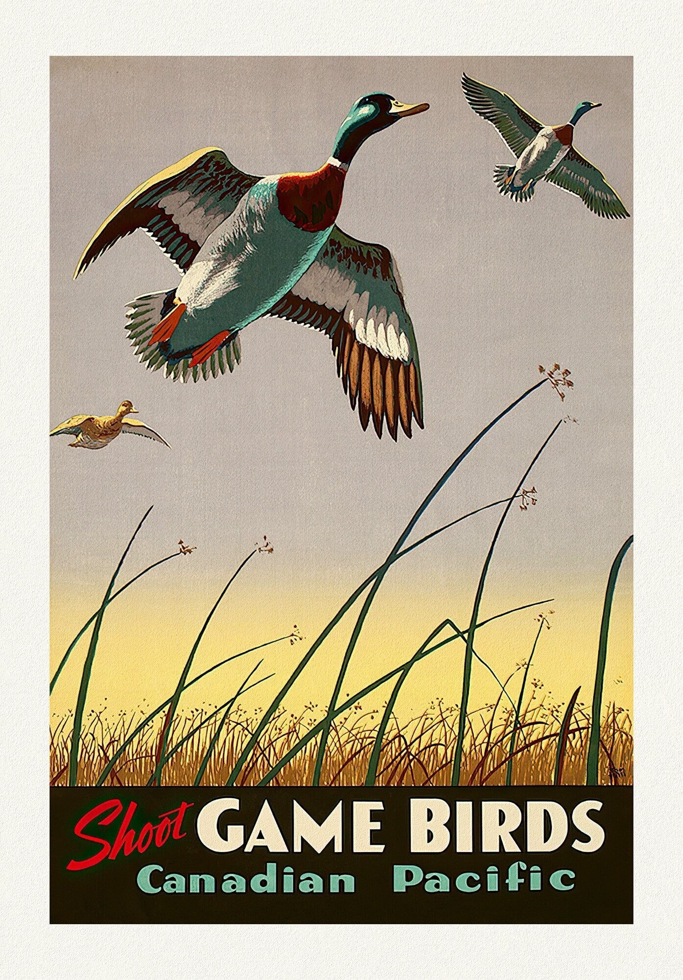 Canadian Pacific, Shoot Game Birds , travel poster reprinted on durable cotton canvas, 50 x 70 cm, 20 x 25" approx. - The Map Chest