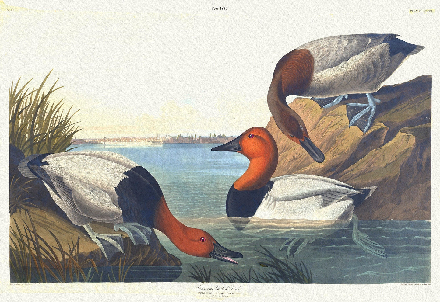 Canvas backed duck. Fuligula vallisneria., 1836 Audobon auth., vintage print on durable cotton canvas, 50 x 70 cm, 20 x 25" approx. - The Map Chest