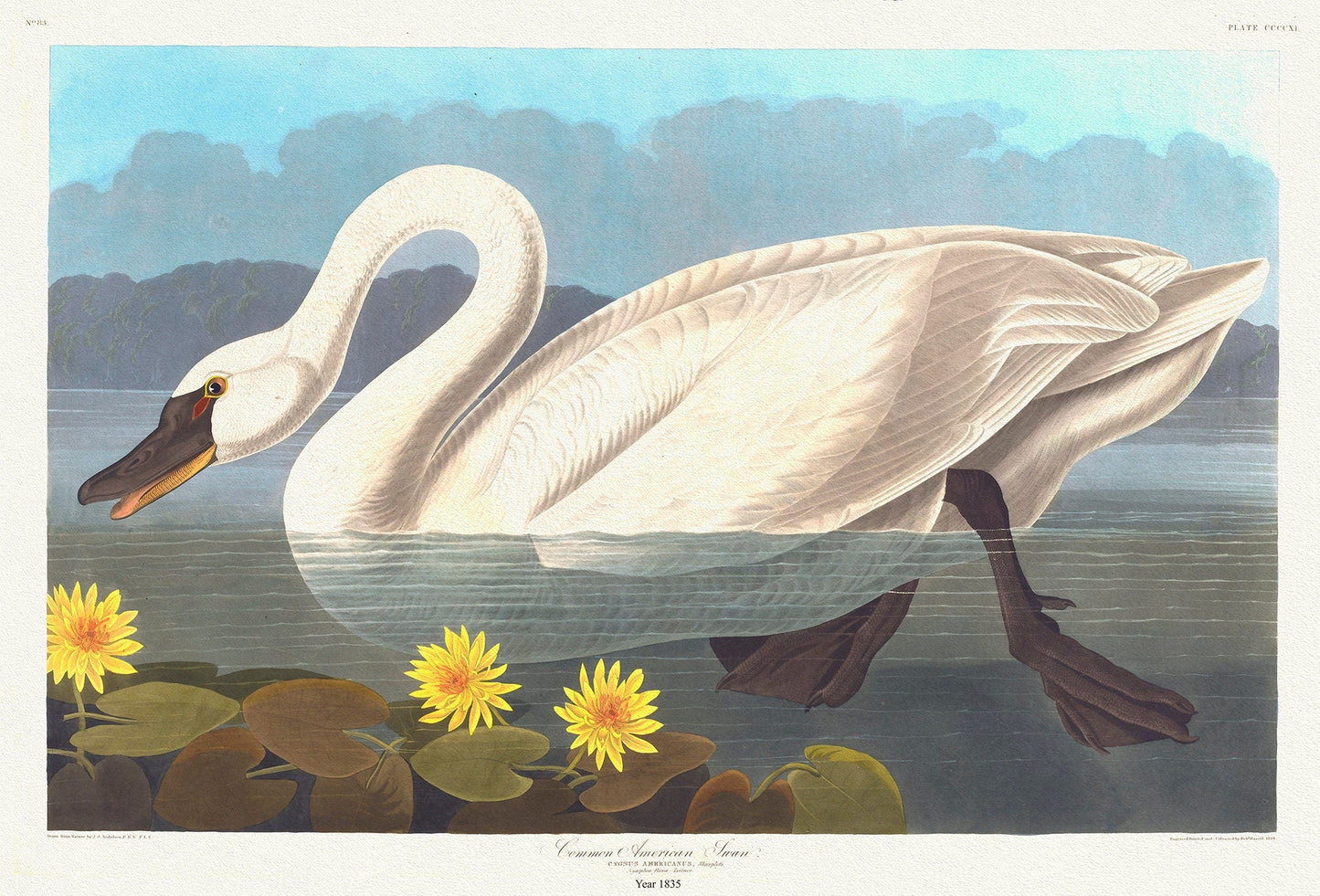 Common North American swan. Cygnus americanus, Sharplefs. Nymphea flava , 1836 Audobon auth. on canvas, 50 x 70 cm, 20 x 25" approx. - The Map Chest