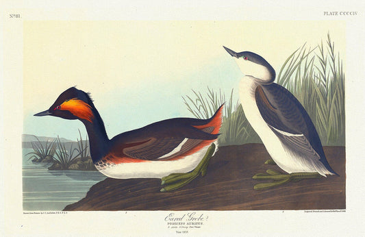 Eared grebe. Podiceps auritus. c.1 v.4 plate 404 , vintage nature print on canvas, 50 x 70 cm, 20 x 25" approx. - The Map Chest