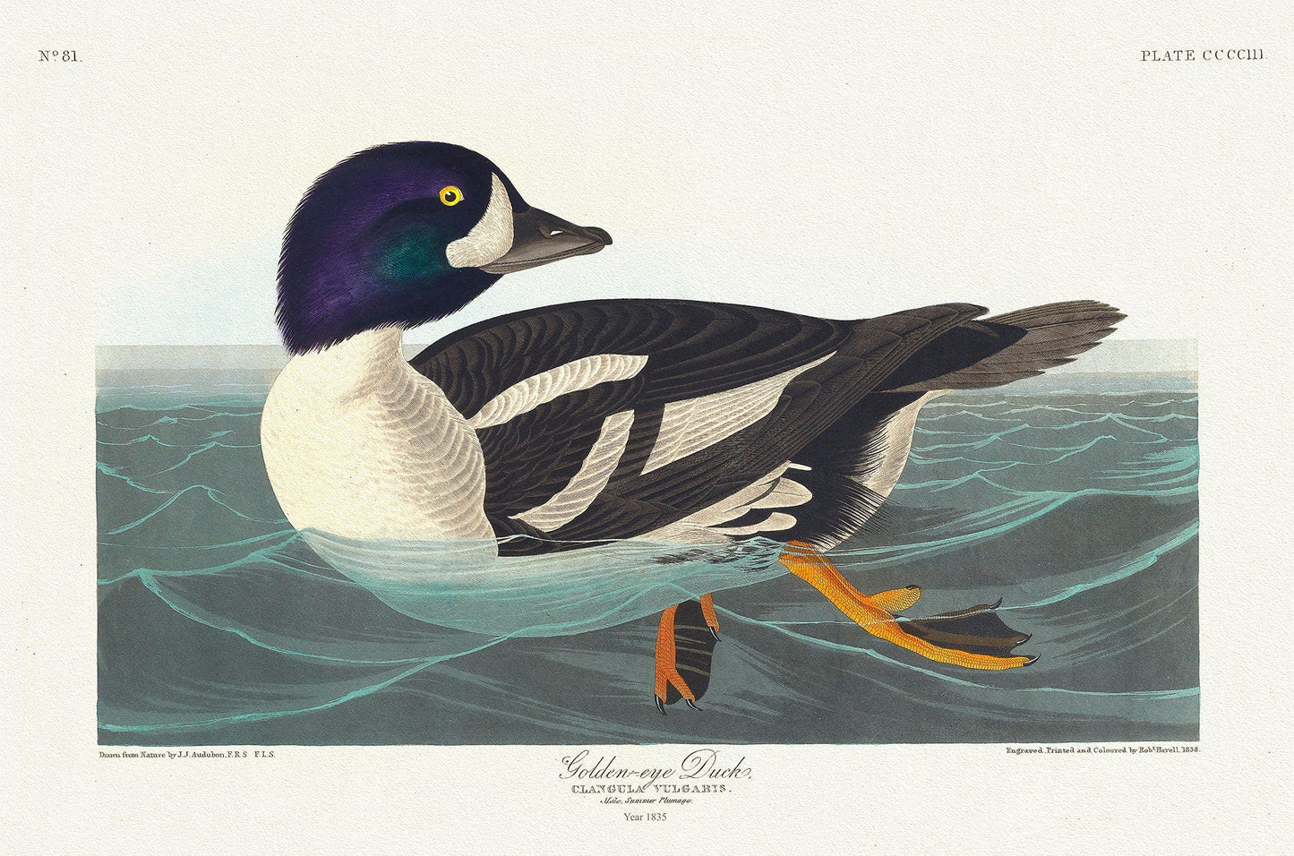 Golden - eye duck. Ciangula vulgaris. summer plumage. c.1 v.4 plate 403, 1836 Audobon auth. , print on canvas, 50 x 70 cm, 20 x 25" approx. - The Map Chest