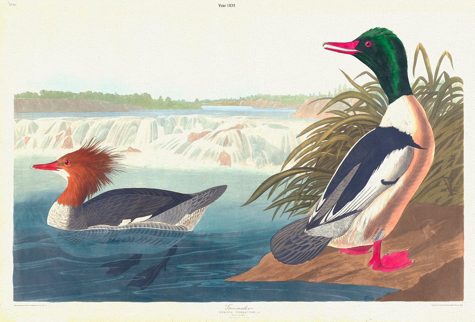 Goosander. Mergus merganser, L. Male, 1. Female, 2.. c.1 v.4 plate 331, 1836 Audobon auth., print on canvas, 50 x 70 cm, 20 x 25" approx - The Map Chest