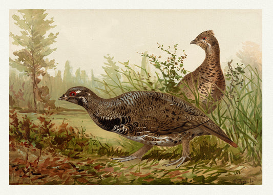 The Canada Grouse, Tetrao canadensis, Linnæus A. Pope Jr., 1878, a nature print on heavy cotton canvas, 50 x 70 cm, 20 x 25" approx.