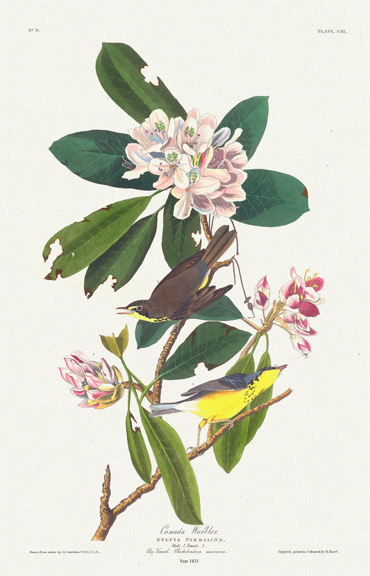J.J. Audobon, Canada Warbler. Sylvia pardalina. 1835, bird print on durable cotton canvas, 19x27inches(50x70cm) approx.