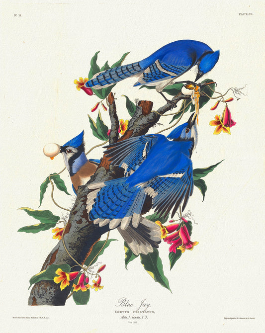 J.J. Audobon, Blue jay, 1835, bird print on durable cotton canvas, 19x27inches(50x70cm)