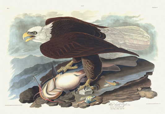 J.J. Audobon, White-headed eagle. Falco leucocephalus 1835, bird print on durable cotton canvas, 19x27inches(50x70cm) approx.