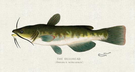 Bullhead; (Amiurus Nebulosus), 1913, Denton auth. fishing print reprinted on durable cotton canvas, 50 x 70 cm, 20 x 25" approx.