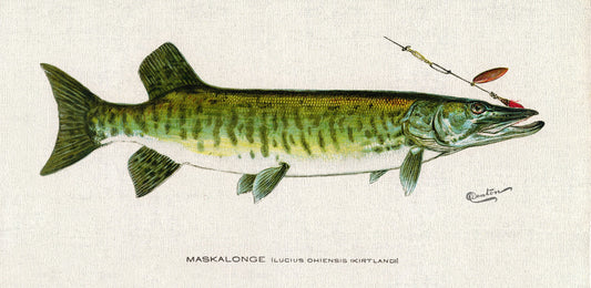 Maskalonge (Lucius Ohiensis; Kirtland), 1913, Denton auth., fishing print reprinted on durable cotton canvas, 50 x 70 cm, 20 x 25" approx.