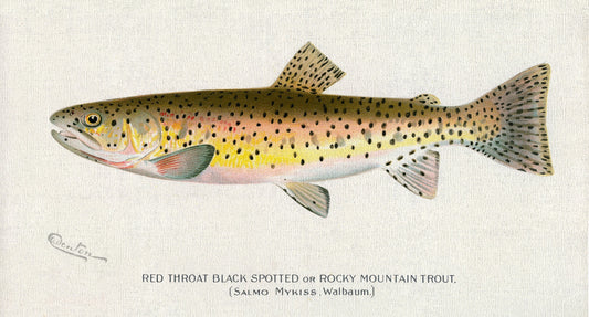 Red Throat Black Spotted or Rocky Mountain Trout, 1913, Denton auth., fishing print on durable cotton canvas, 50 x 70 cm, 20 x 25" approx.
