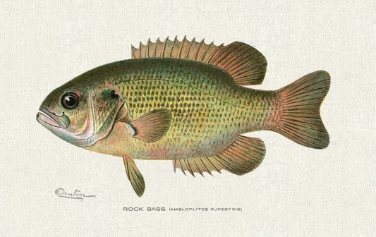Rock Bass (Ambloplites Rupestris), 1913, Denton auth., fishing print reprinted on durable cotton canvas, 50 x 70 cm, 20 x 25" approx.