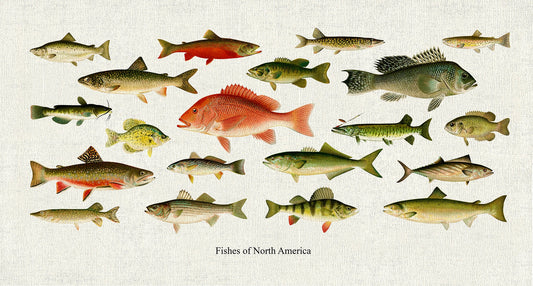 Fishes of North America, 1913, Denton auth., fishing print reprinted on durable cotton canvas, 50 x 70 cm, 20 x 25" approx.