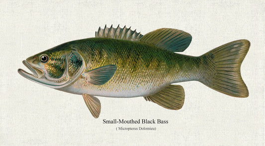Small-Mouthed Black Bass( Micropterus Dolomieu) , 1913, Denton auth., fishing print on durable cotton canvas, 50 x 70 cm, 20 x 25" approx.