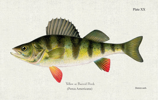 Yellow or Barred Perch (Perca Americana), 1913 Denton auth., fishing print on durable cotton canvas, 50 x 70 cm, 20 x 25" approx.