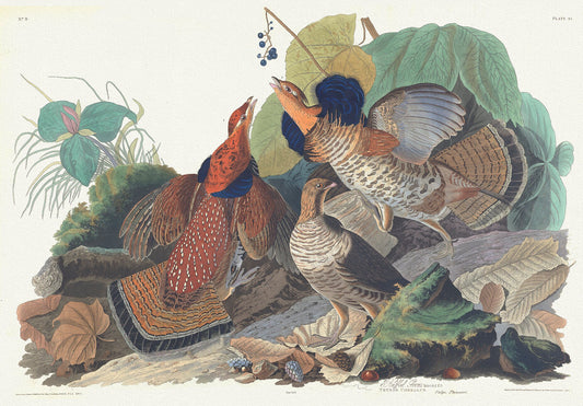 Ruffed grous. Tetrao umbellus. Vulgo pheasant. c.2 v.1 plate 41, 1836  Audobon auth., vintage print on canvas,  50 x 70 cm, 20 x 25" approx.