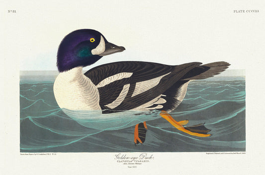Golden-eye duck. Ciangula vulgaris. summer plumage. c.1 v.4 plate 403, 1836  Audobon auth. ,  print on canvas,  50 x 70 cm, 20 x 25" approx.