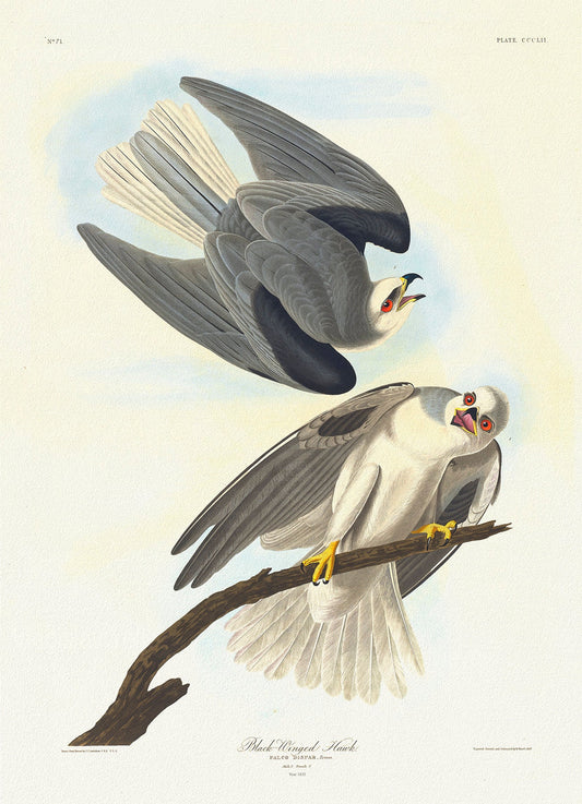 Black-winged hawk.Falco dispar, Temm. Male, 1. Female, 2.  plate 352, 1836  Audobon auth. ,  print on canvas,  50 x 70 cm, 20 x 25" approx.