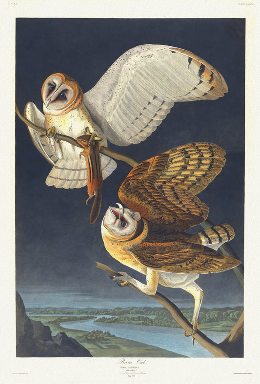 J.J. Audobon, Barn owl. Strix flammea.Plate 171, 1835, vintage nature print on canvas,  50 x 70 cm, 20 x 25" approx.