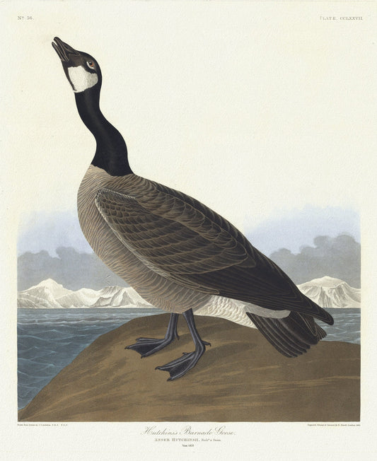 J.J. Audobon, Eutchins's barnacle goose. Anser Hutchinsii, Rich'd, c.1 v.3 plate 277, 1835, print on canvas,  50 x 70 cm, 20 x 25" approx.