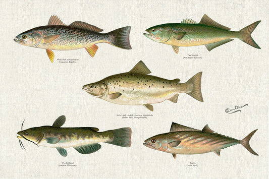 Illustrative Set of Fishes of North America Ver. I, 1913, Denton auth., fishing print reprinted on canvas, 50 x 70 cm, 20 x 25" approx.