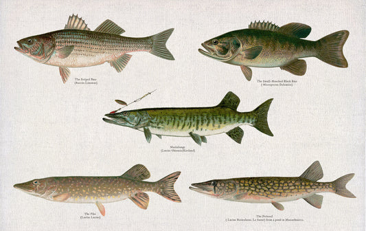 Illustrative Set of Fishes of North America Ver. III, 1913, Denton auth., fishing print on cotton canvas, 50 x 70 cm, 20 x 25" approx.